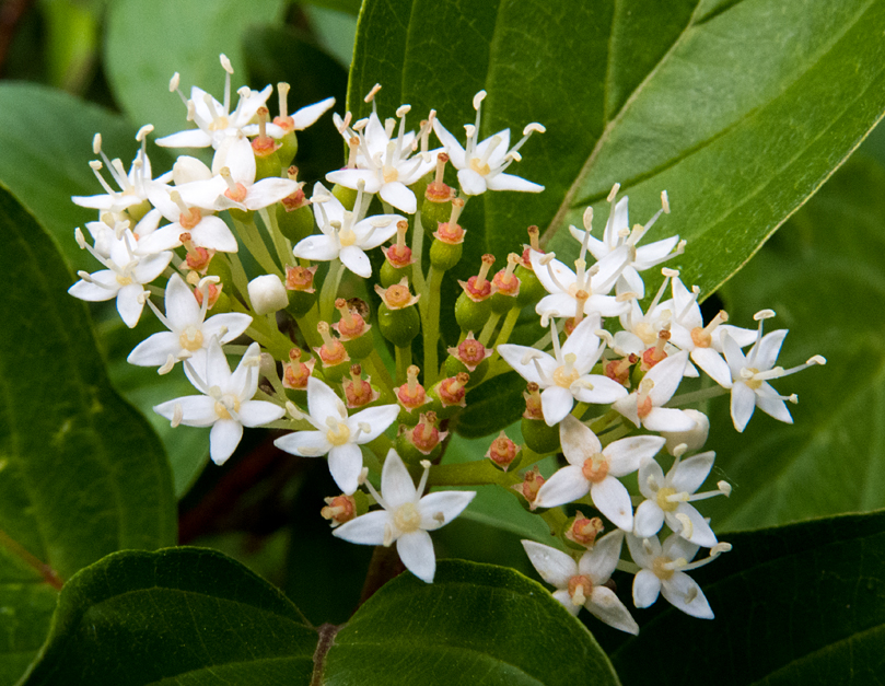 Red_osier Dogwood 3.jpg